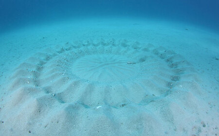 ダイビング 奄美の海を満喫　2ボートダイビング【ライセンス保有の方対象】 