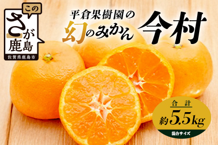 B-345《まぼろしのみかん》鹿島 平倉果樹園のみかん『今村』 約5.5kg サイズ混合 みかん 希少 幻 まぼろし 蜜柑 ミカン オレンジ フルーツ 果物 高糖系 平均糖度12度 佐賀県 鹿島市 人気 おすすめ 送料無料【2026年2月上旬から2月末まで配送】