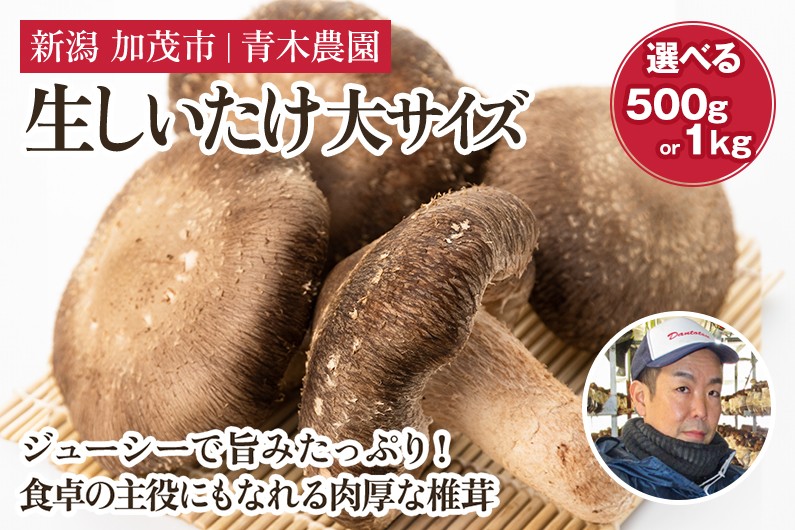 
                  【2026年先行予約】【選べる数量】生しいたけ 大サイズ 約500g（10～14個） 約1kg（20～28個） 《10月中旬～順次出荷》 品評会で金賞受賞！ きのこ しいたけ 椎茸 食べ応えあるビッグサイズ 肉厚で旨味たっぷり！ 加茂市 青木農園
                