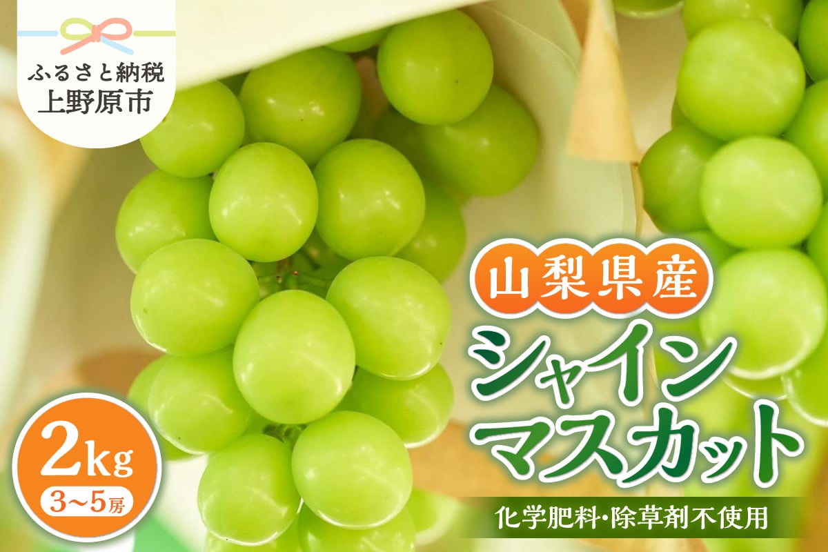 
            山梨県産シャインマスカット 2kg（3～5房）【化学肥料、除草剤不使用】 数量限定 ぶどう ブドウ 葡萄 フルーツ 果物 くだもの マスカット 化学肥料不使用 除草剤不使用 大粒 大人気 芳醇 農園直送 ギフト プレゼント お取り寄せ 贈り物 贈答 送料無料 上野原市
          
