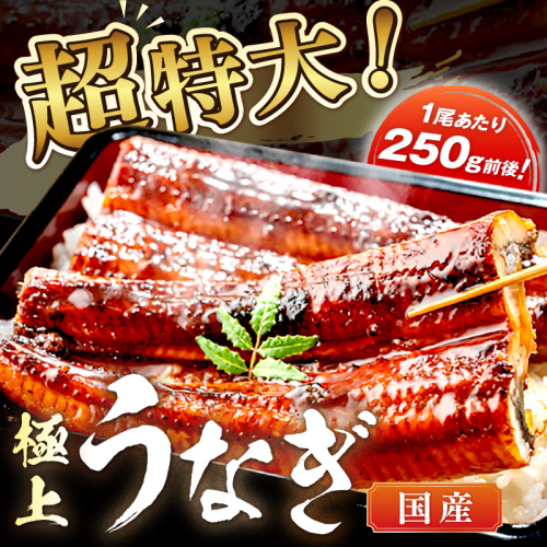【定期便 隔月×3回】超特大！極上！国産うなぎ蒲焼 1尾 250g前後