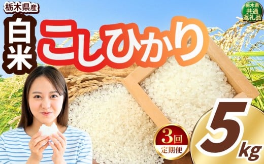 【定期便3回】いちご農家さん応援米！ 令和7年度産 白米 約5kg こしひかり |  真岡市産 米  お米 こめ 白米 ご飯 ごはん もちもち コシヒカリ 限定 ふるさと納税 先行 予約 栃木県 真岡市 送料無料