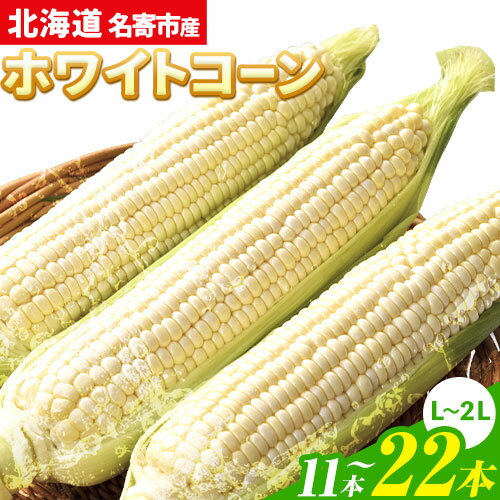 【ふるさと納税】令和7年産 北海道名寄産ホワイトコーン L〜2Lサイズ11本 《2025年8月中旬-8月下旬頃出荷予定》NPO法人なよろ観光まちづくり協会 北海道 とうもろこし トウモロコシ Lサイズ 2Lサイズ お取り寄せ 旬 新鮮 産地直送 甘い 糖度 11本 冷蔵