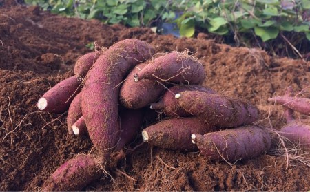 先行予約 さつまいも 紅はるか 5kg 収穫後熟成 [2025年2月上旬～順次発送予定] 三条市下田産ブランド「越紅(こしのくれない)」  [まもる農園] 【010S205】