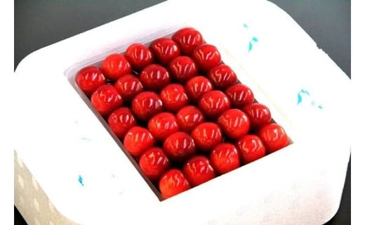 08-04-008　さくらんぼ(佐藤錦)特選手詰め500g