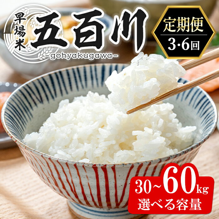 【ふるさと納税】＜3・6か月定期便＞ 五百川 30〜60kg 選べる容量 お米 おこめ 米 コメ 白米 早場米 極早生品種 ご飯 ごはん おにぎり お弁当 頒布会 30kg 60kg【赤間農業開発株式会社】ta462・ta463