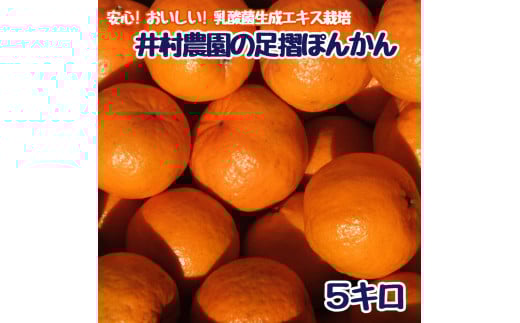 R8.1月下旬発送 ご贈答◎ ギフト◎ 完熟 足摺ぽんかん 5kg デコポンの親 みかん 柑橘 果物 果実 ミカン ぽんかん ポンカン フルーツ おやつ デザート 5キロ 美味しい おいしい 井村農園 【R01489】
