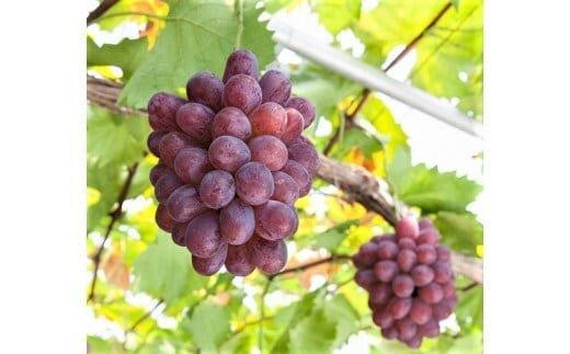 
            紫苑　１房（700g）【葡萄 ぶどう フルーツ 果物 数量限定 岡山県 おすすめ 人気 新鮮】
          
