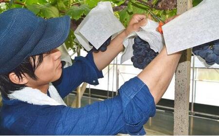 ぶどう 2024年農家こだわりのシャインマスカット 2房 合計約1.0kg 贈答クラス ブドウ 葡萄  岡山市産 国産 フルーツ 果物 ギフト 【 Nini farm 農家 直送 】 [No.5220