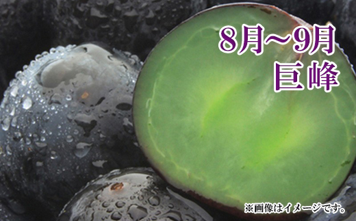 【新鮮♪極甘ぶどうの定期便（中箱セット）】巨峰・クイーンルージュ®・シャインマスカット 全3回（8～9月・9～10月・10月～11月）《黒岩果樹園》■2024年発送■※8月下旬頃～11月上旬頃まで順次