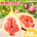 【ふるさと納税】濃厚完熟いちじく 約1.6kg (M～2Lサイズおまかせ) NUKATA_FARM《8月中旬-12月上旬頃出荷》 和歌山県 紀の川市 いちじく 無花果 フルーツ 果物 送料無料 和歌山県産