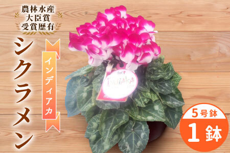 〈予約品〉受賞歴あり シクラメン ５号鉢 インディアカ 農林水産大臣賞受賞歴あり 花 ピンク 白 赤 プレゼント 贈り物 鉢花 鉢 ガーデン ガーデニング 愛知県産 クリスマス -224