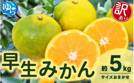 【先行予約】【訳あり】由良早生みかん(サイズおまかせ)約5kg【2025年11月初旬から順次発送予定】※北海道・沖縄・離島配送不可 / 温州みかん 蜜柑 ミカン 柑橘 由良町 果物 フルーツ 産地直送 和歌山県【eiw020】