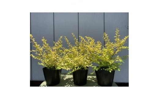 黄金葉が鮮やか!プリペット レモン&ライム 3本セット 〈プラス樹〉