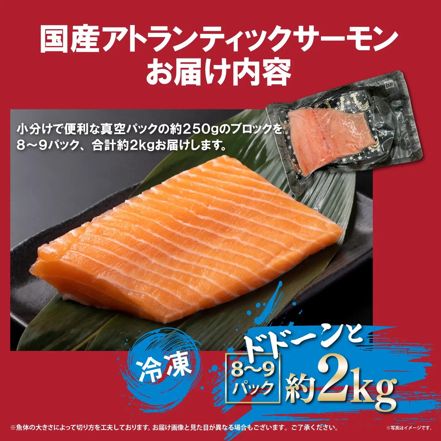 国産サーモン 冷凍 8～9P 約2kg サーモン