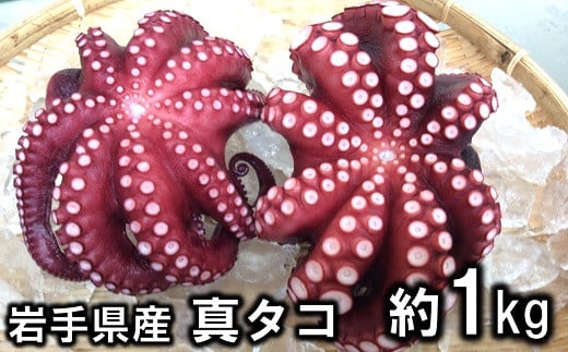 
北三陸産 蒸し真タコ丸ごと約1ｋｇ (２匹～５匹) 「プリプリ」「ふっくら」 チョイス特集掲載『専門家が選んだ 夏の魚貝』 蛸 タコ足 タコ 刺身 たこ焼き たこの唐揚げ たこめし
