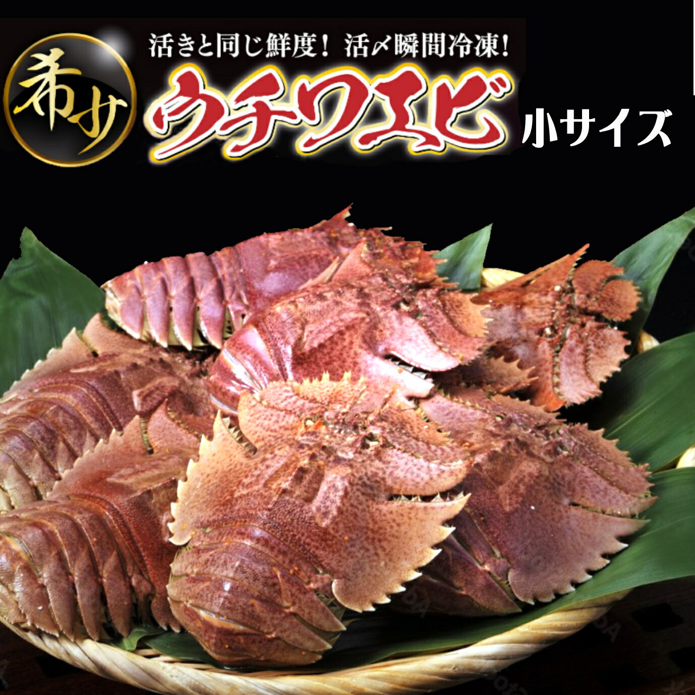 【ふるさと納税】ウチワエビ(小) 天然ほんまもん！ 1000g(12~14匹前後) 国産 東洋町産 天然 新鮮 海鮮 刺身 焼き ボイル 四国 お取り寄せ お祝い 記念日 贈り物 送料無料