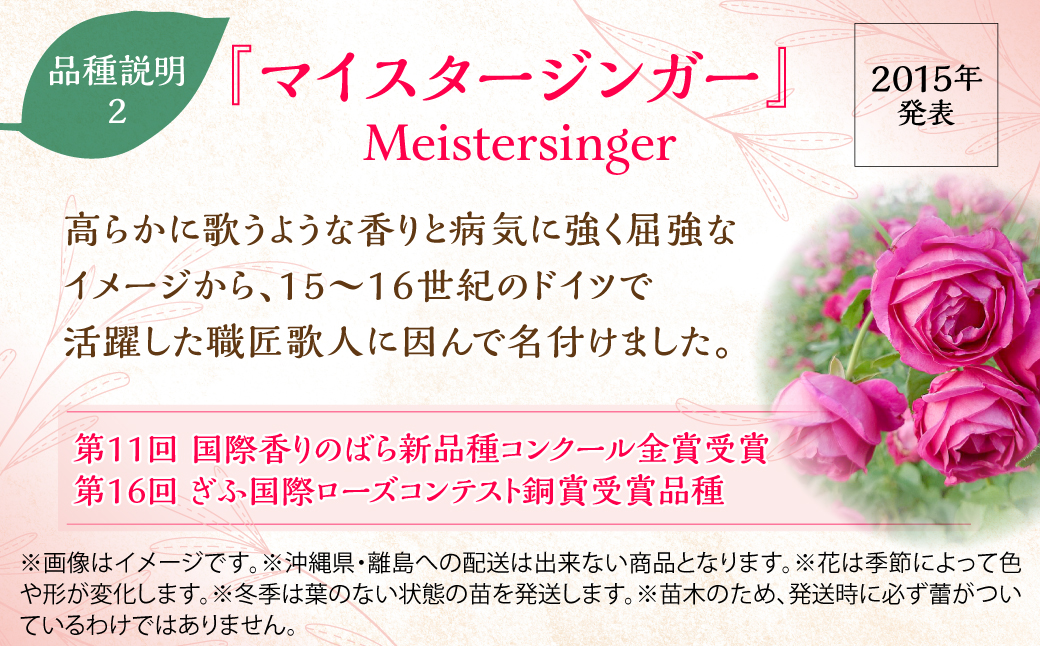 【Apple Roses】バラ苗『マイスタージンガー』大苗6号ポット植え 　 HNNH001