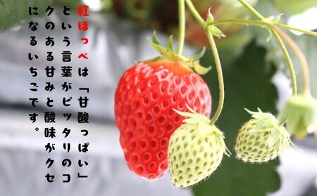 紅ほっぺ 1080g 苺 いちご 1月 ～ 順次発送 いちご いちご いちご いちご いちご いちご