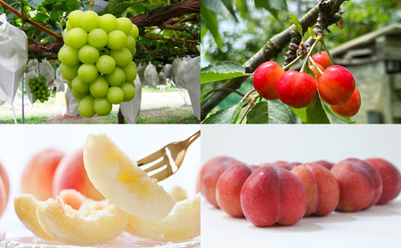 【定期便4回】☆フルーツ王国山形☆『シャインマスカット、佐藤錦、白桃、すもも』 FY25-311