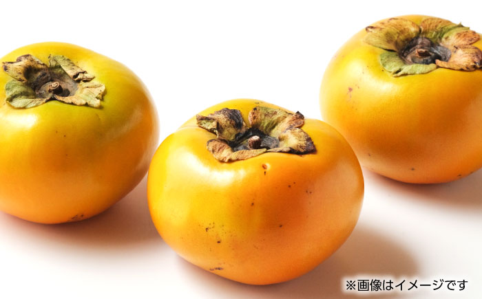 【先行予約】【数量限定】太秋 柿 約2kg【くまふる】 [ZBG015]