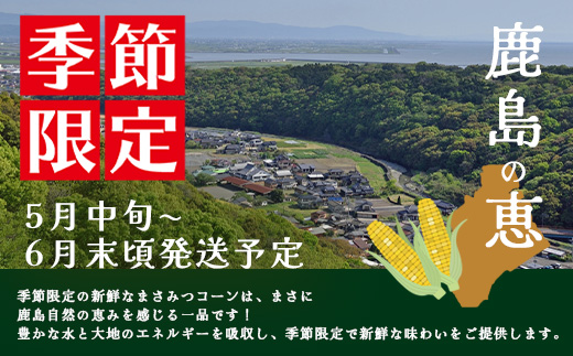 予約受付 スイートコーン （ゴールドラッシュ）9~10本 | 朝採れ 冷蔵発送 とうもろこし トウモロコシ コーン 野菜 高糖度 春 夏 旬 鹿島市産 佐賀県産 【2026年5月中旬～順次発送】佐賀県