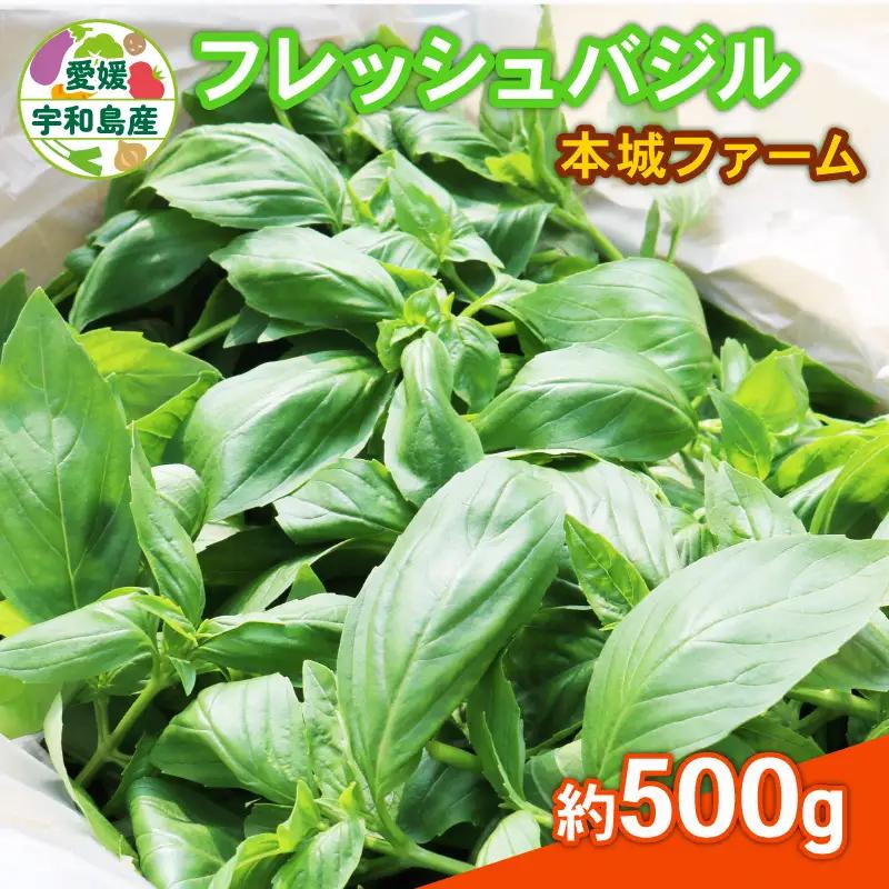 フレッシュ バジル 500g 本城ファーム ハーブ 生バジル ばじる はーぶ 香草 水耕栽培 野菜 やさい 美味しい 新鮮 イタリア料理 イタリアン パスタ ソース ジェノベーゼ マルゲリータ アレンジ いろいろ 農家直送 産地直送 数量限定 国産 愛媛 宇和島 F010-199001