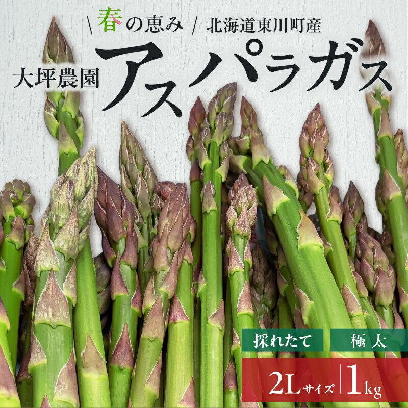 【ふるさと納税】春の恵み　北海道東川町産アスパラガス　2Lサイズ　1kg