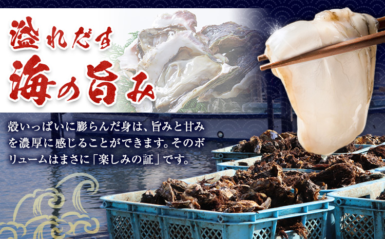 北海道大津産 産地直送 生 牡蠣 20個 大津漁業協同組合《5月中旬-6月下旬頃出荷》北海道 豊頃町 北海道産 生牡蠣 生食用 カキ 牡蠣 かき---toyokoro_ogk_1_20p---