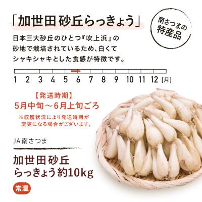 ふるさと納税 南さつま市 ◆先行受付:5月中旬発送開始◆加世田砂丘らっきょう 約10kg【鹿児島県南さつま市産】 |  | 03