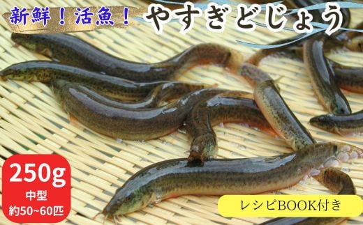 やすぎどじょう250g（女子高生制作どじょう料理レシピBOOK付き）【どじょう 活魚 生きたまま 食用 養殖 やわらかい 弾力 クセがない レシピ付き 魚 美味しい 栄養 食べやすい 新鮮 島根県 安来市】