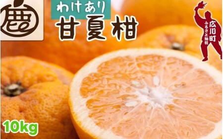 甘夏柑 家庭用 10kg+250g（痛み補償分） 光センサー / みかん 甘い 訳あり 柑橘 晩柑 和歌山 有田 ※4月上旬～6月下旬頃に順次発送 ※北海道・沖縄・離島への配送不可 【ikd023-c-10C】