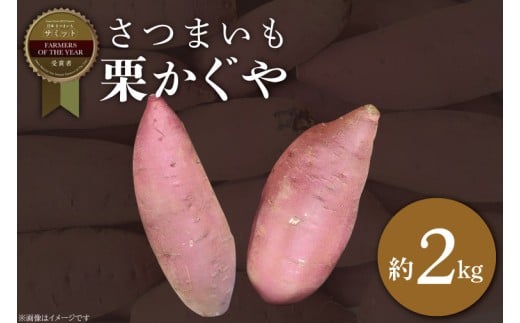 2025年度産 さつまいも 栗かぐや 約2kg｜さつまいも 芋 お芋 栗かぐや 渋谷農園 茨城県 行方市(BZ-63)