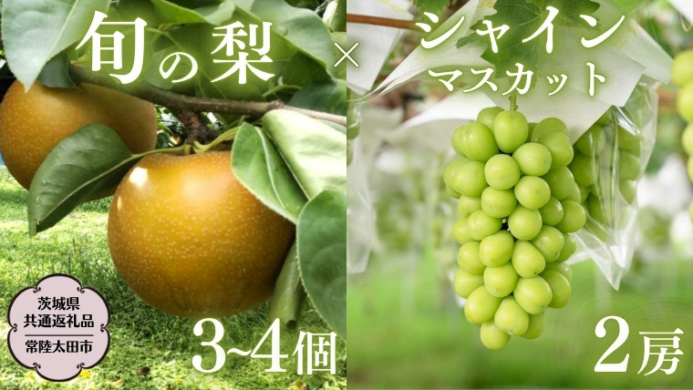 
            茨城県産 「 シャインマスカット ２房 」と「旬の 梨 」 詰め合わせ 約 3kg 【茨城県共通返礼品／常陸太田市】 桧山果樹園 農家直送 桧山果樹園 農家直送 フルーツ  甘い 直送 茨城 限定 ギフト ぶどう シャインマスカット 旬 梨 秀玉 恵水 秋月 詰め合わせ 食べ比べ 果物 [DU012sa]
          