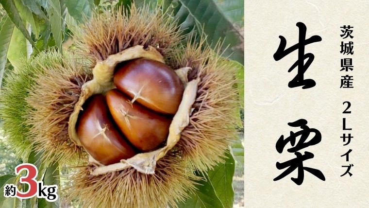 
            無燻蒸 生栗 2L サイズ 約 3kg 産地直送 久保田果樹園 茨城 栗 くり 季節 秋 旬 直送 [DH021sa]
          