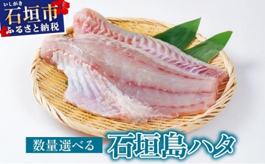 
                  ＜選べる容量＞石垣島 ハタ 刺し身 ハーフフィーレ フィーレ 丸ごと1本 | 勝水産 ミーバイ ヤイトハタ 沖縄県石垣市 石垣 沖縄 石垣市 石垣島
                