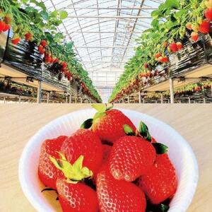 【丸山いちご園】群馬が誇る新食甘(感)苺「やよいひめ」いちご狩り入園券(4名様分)_旅行券・チケット  体験チケット _【1484430】