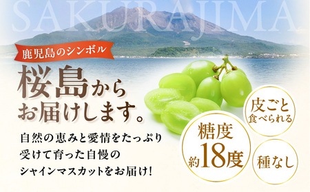 【 2025年先行予約 】【 桜島産 】シャインマスカット 3房 K261-001_03