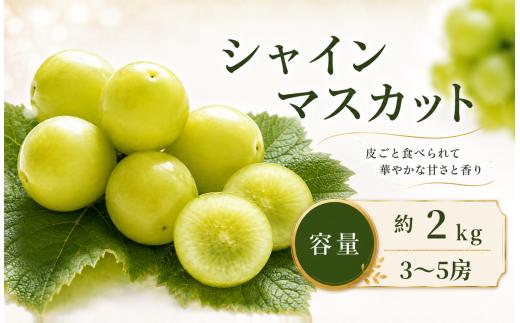 先行受付 シャインマスカット 約2kg （3～5房）【2026年9月上旬～11月上旬発送】［新規就農者応援コース 幸作会］ ｜シャインマスカット ぶどう 葡萄 ブドウ 生産者応援 果物 フルーツ 令和8年産 ［K-39］