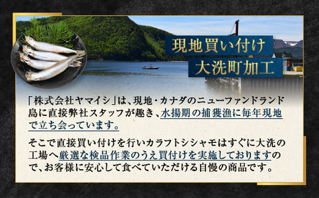 【数量限定！】 子持ち カラフトシシャモ ２kg (500g×4袋) 訳アリ シシャモ ししゃも カラフトししゃも 大洗 規格外 訳あり わけあり 傷_AV010