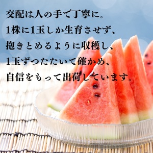 【2026年先行受付】スイカ 3L 8kg とまり 美人 西瓜 | 17MS