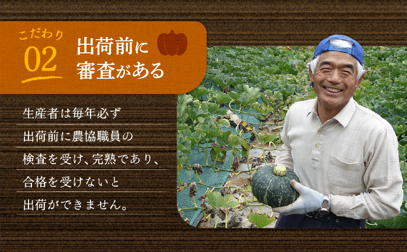 神奈川県三浦市産 三浦こだわりかぼちゃ（7～8個）　M109-004