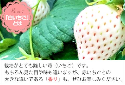 『先行予約』【令和7年2月上旬から4月下旬までにお届け】白い宝石 白いちご 約130g×4P(合計約520g) ご自宅用 いちご イチゴ 苺 贈答 フルーツ 果物 希少