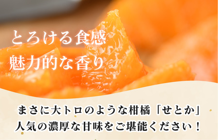 【先行予約】今治産　せとか　化粧箱　 3L～L 10～15玉　とろけるやわらかな果肉が特徴 柑橘 [KC00630]