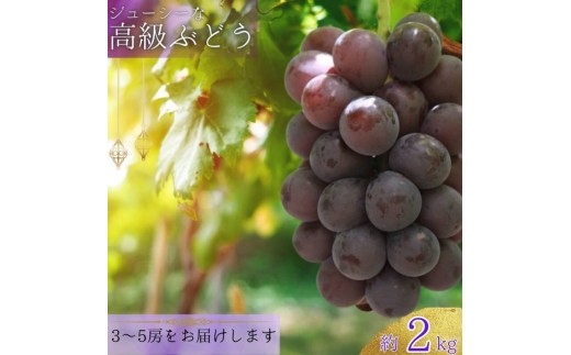
                   【8月下旬に発送】ジューシーな高級ぶどう 約2kg(3~5房)/ぶどう 藤稔 黒ブドウ 果物 くだもの フルーツ 有機 【kmf004】
                