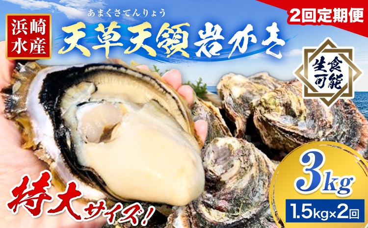 先行予約 ふるさと納税総合ランキング入賞 牡蠣 カキ 天草天領 岩かき 特大 定期便 約 1.5kg 2回《2026年5月から出荷》海鮮 海産物 シーフード 魚貝類 かき 岩牡蠣 夏牡蠣 生食用 熊本