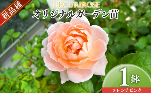 市場をはじめ愛好家から高評価 ! オリジナルガーデン苗 四季咲き フレンチピンク | ローズ 薔薇 バラ フラワー 花 ガーデニング 苗 庭 新鮮 高品質 綺麗 平群のバラ 苗 四季咲き 平群ローズ 品質 こだわり 丹精込めて栽培 美しい 国産  ピンク 花もちがいい しっかり梱包 平群ローズ株式会社 奈良県 平群町