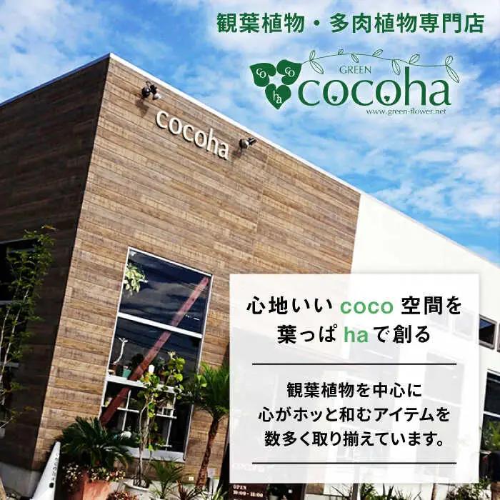【お中元対象】幸せを呼ぶ木『 ガジュマル 』  糸島市  / cocoha [AWB022] 観葉植物 インテリア グリーン 室内