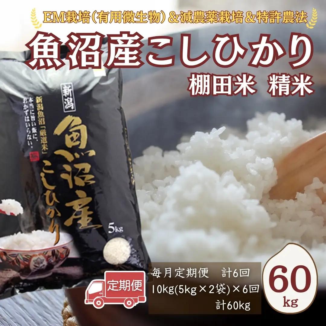 【令和8年 先行予約 定期便】魚沼産コシヒカリ 60kg (10キロ×6回) 佐藤農場 | 新潟県 おこめ コシヒカリ 小千谷