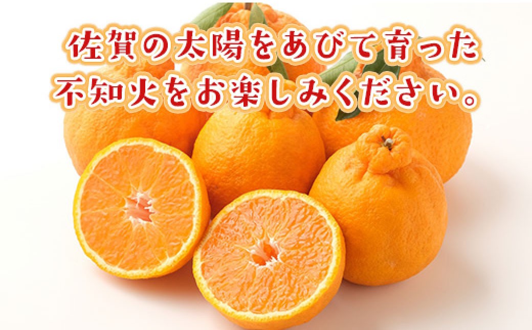 不知火約8kg